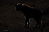 Hyena at sundown Hyena at sundown